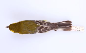 Media type: image;   Ornithology 294570 Description: Dendroica virens;  Aspect: dorsal